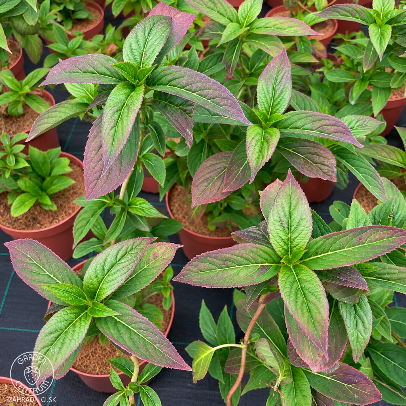 Obrázok Hortenzia pílovitá (Hydrangea serrata) ‘MAGIC PILLOW’® - výška 30-40 cm, kont. C3L